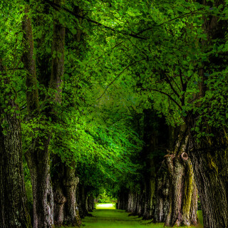 mobile-nature-tree_024
