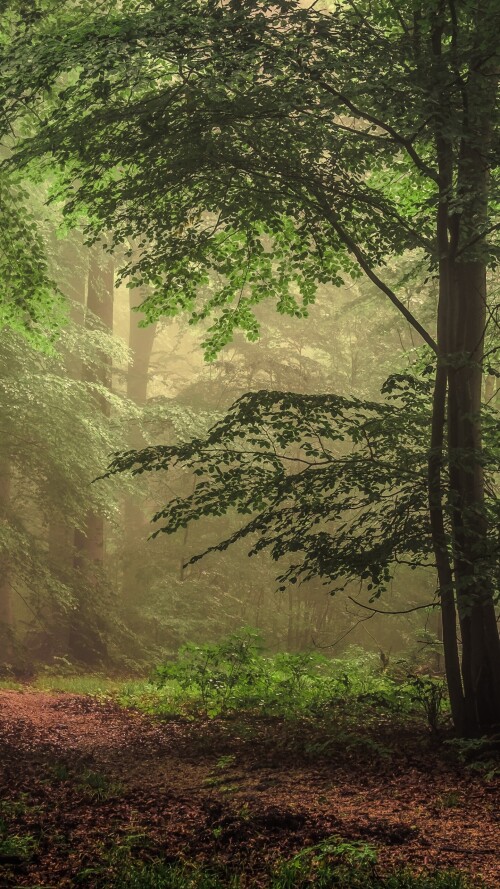 mobile nature tree 059