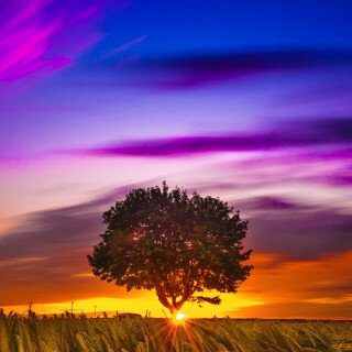 mobile-nature-tree_187