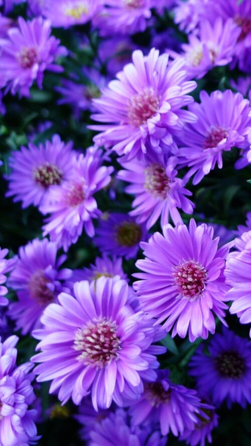 flowers-mobile_007.jpg