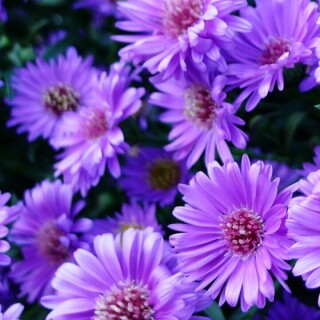 flowers-mobile_007