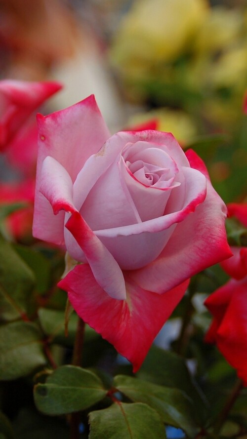 flowers-mobile_020.jpg