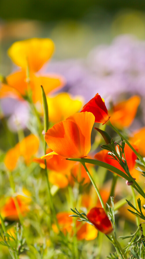 flowers-mobile_060.jpg