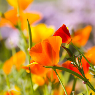 flowers-mobile_060