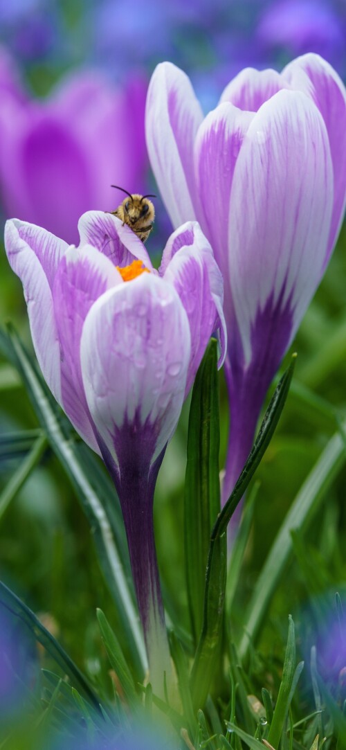 flowers-mobile_064.jpg