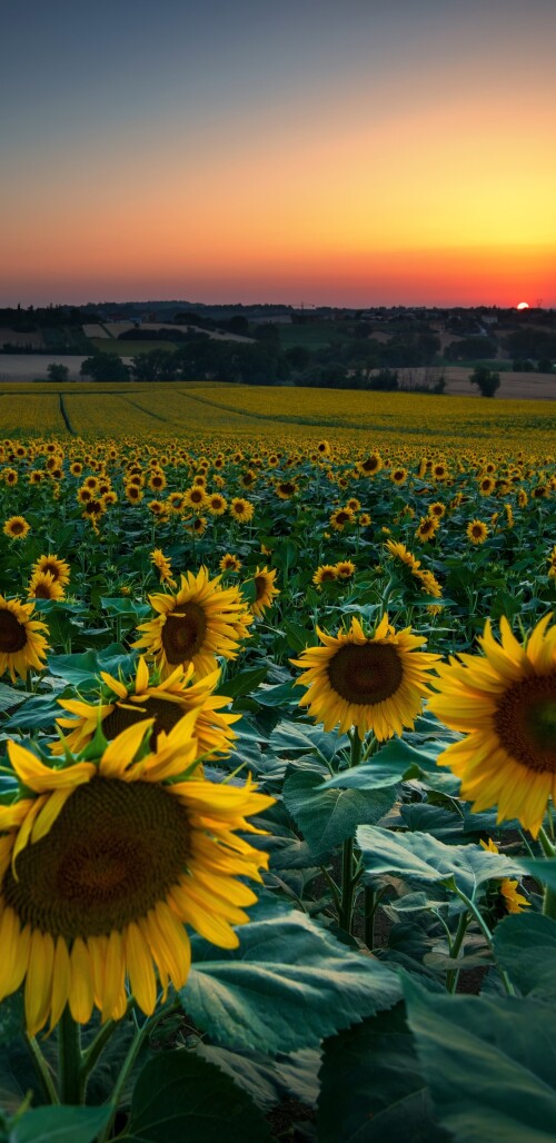 flowers-mobile_067.jpg
