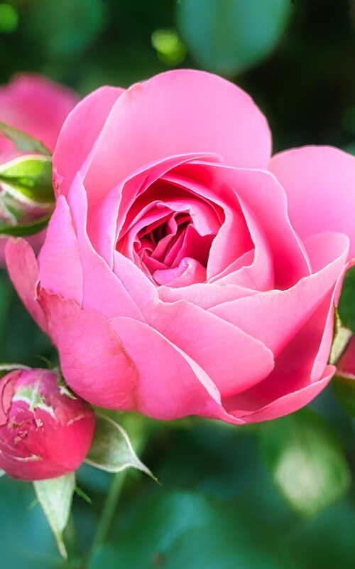 flowers-mobile_069.jpg