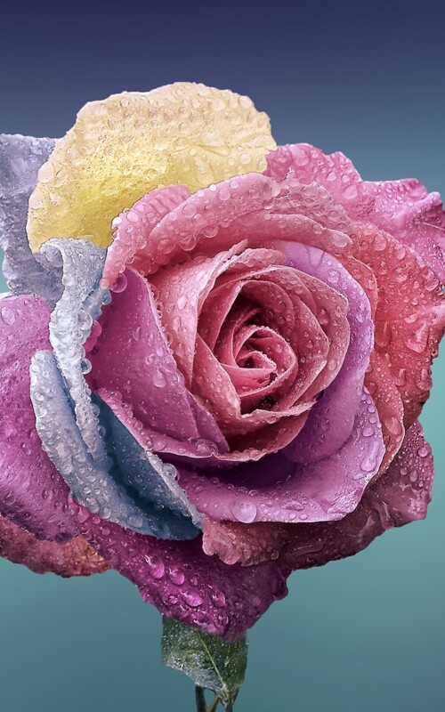 flowers-mobile_070.jpg