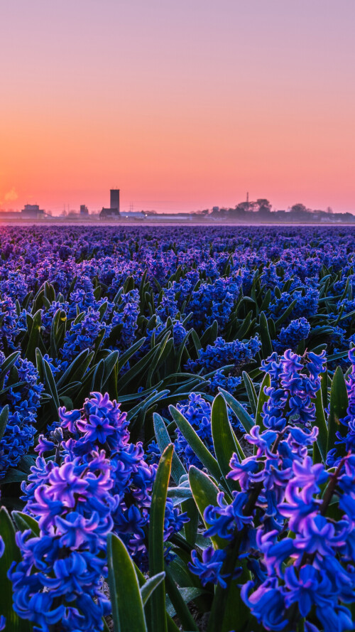 flowers-mobile_073.jpg