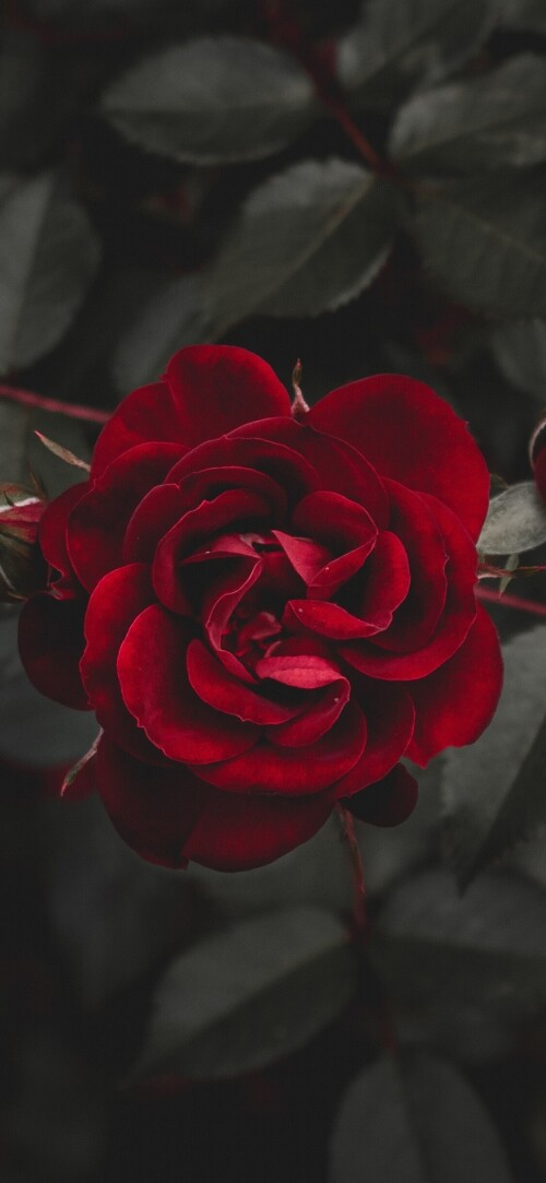 flowers-mobile_078.jpg