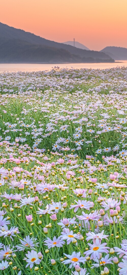 flowers-mobile_080.jpg