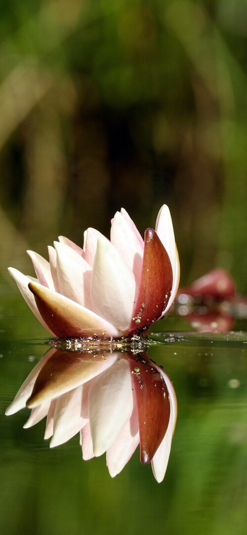flowers-mobile_083.jpg