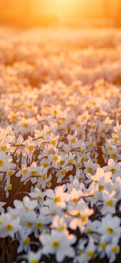 flowers-mobile_084.jpg