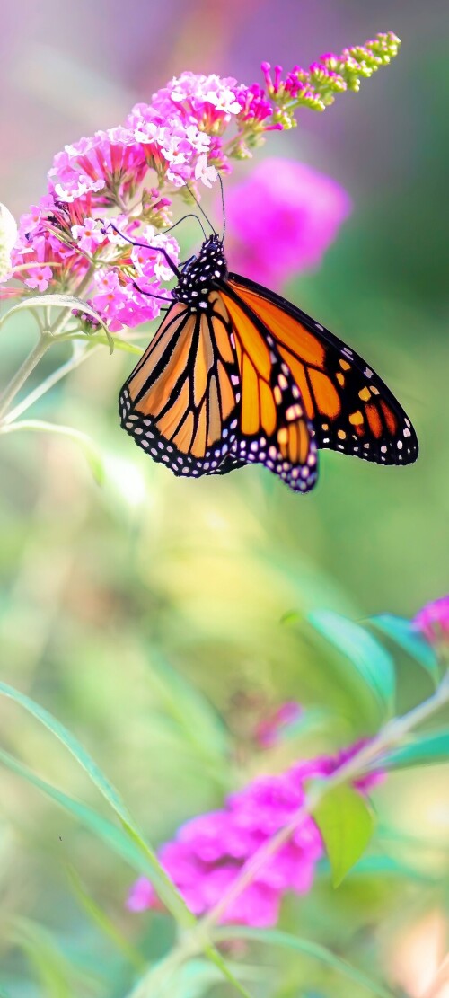 flowers-mobile_097.jpg