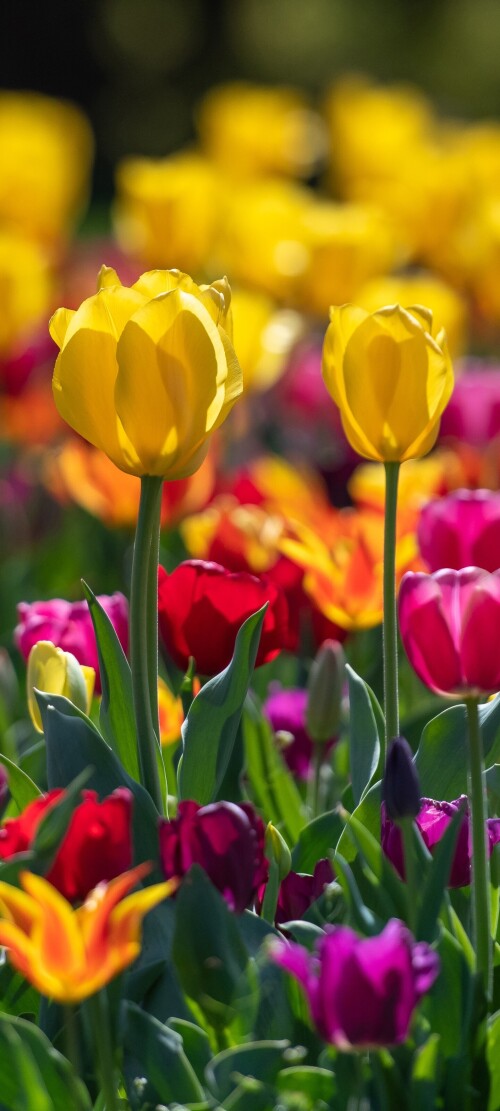 flowers-mobile_101.jpg