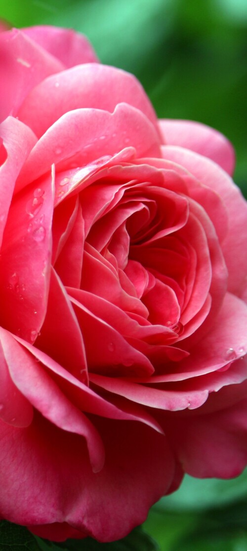 flowers-mobile_106.jpg