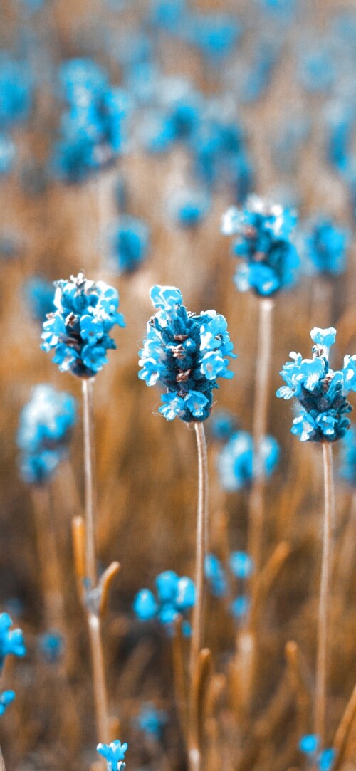 flowers-mobile_107.jpg
