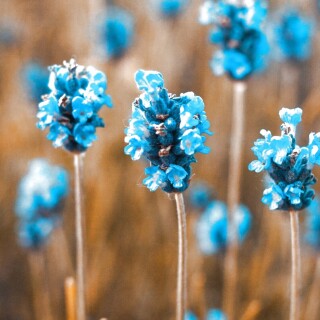 flowers-mobile_107