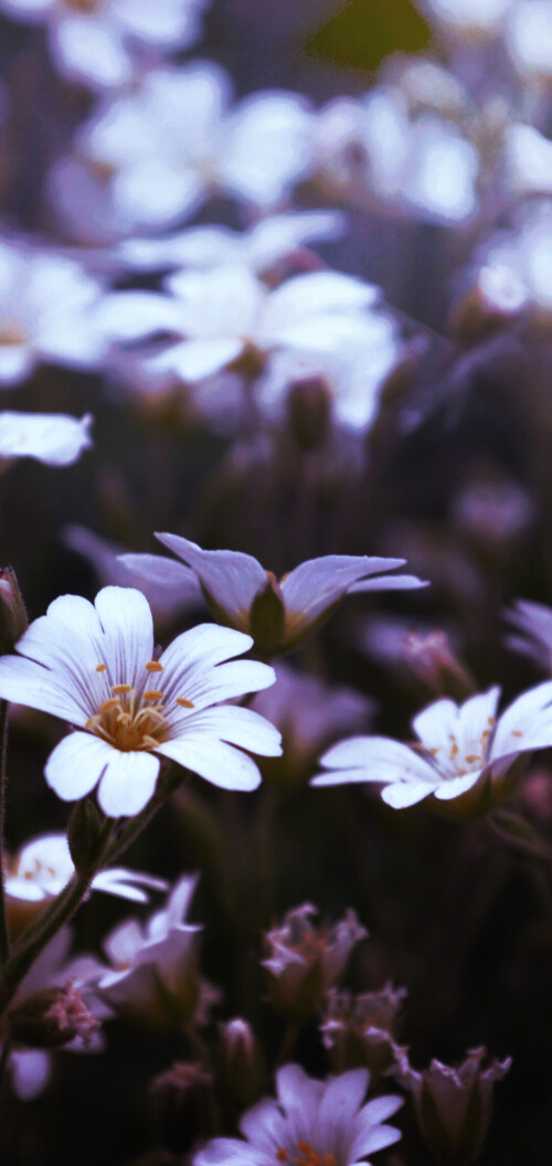 flowers-mobile_108.jpg