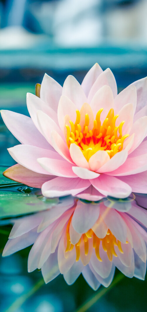 flowers-mobile_111.jpg
