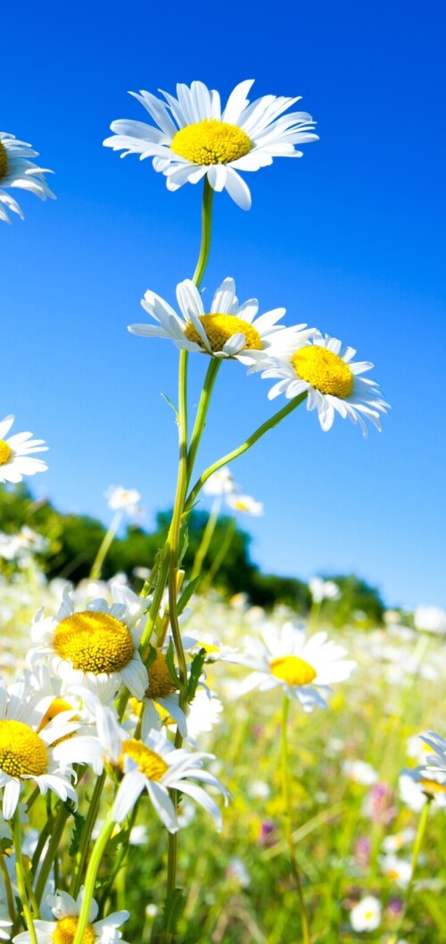 flowers-mobile_114.jpg