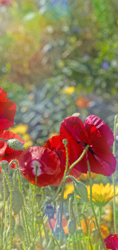 flowers-mobile_115.jpg
