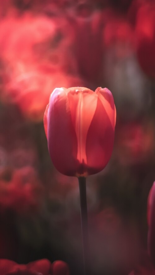 flowers-mobile_117.jpg