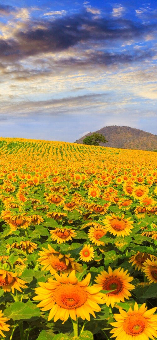 flowers-mobile_118.jpg