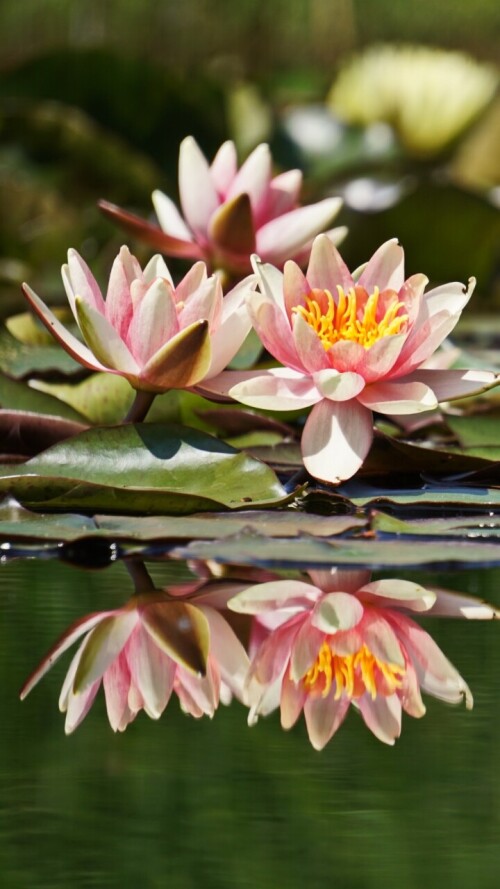 flowers-mobile_119.jpg