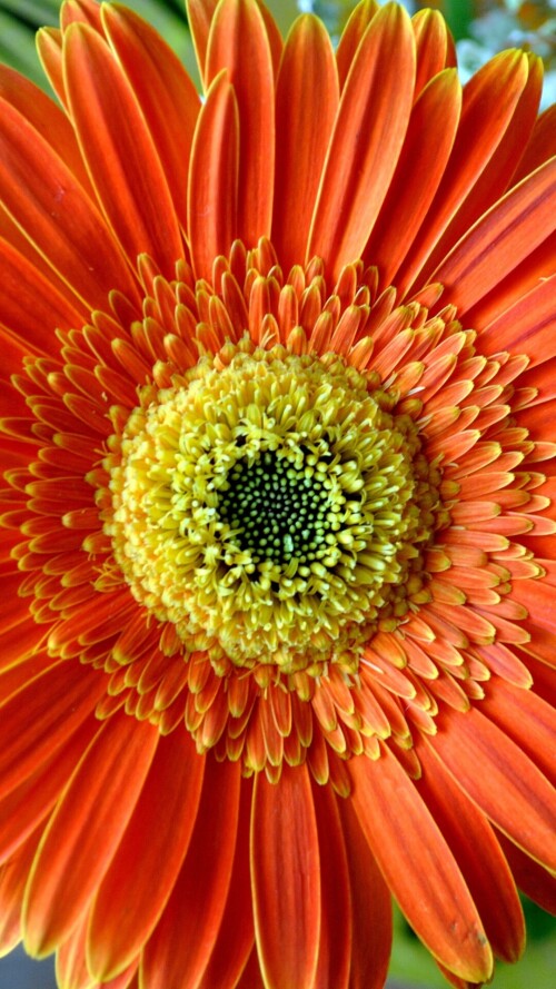 flowers-mobile_122.jpg