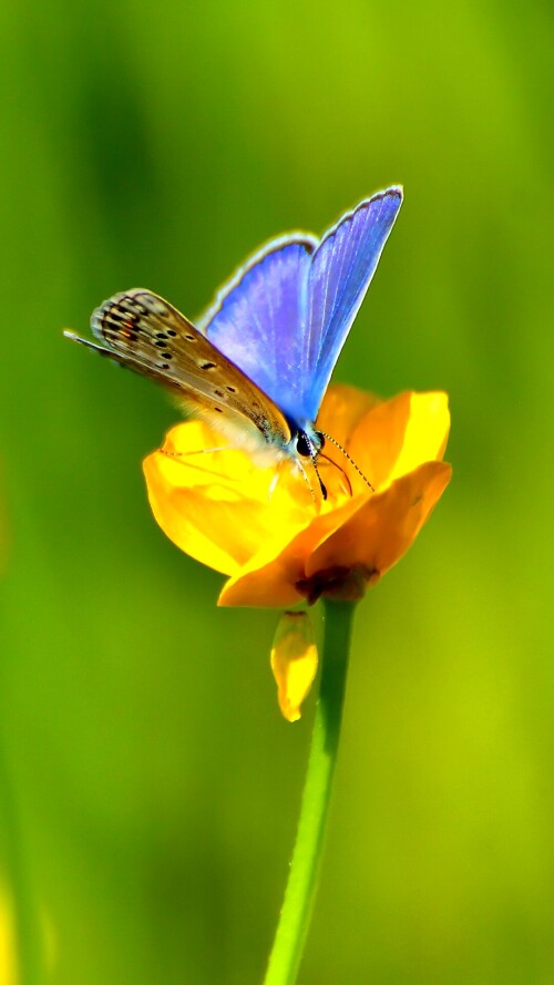 flowers-mobile_123.jpg