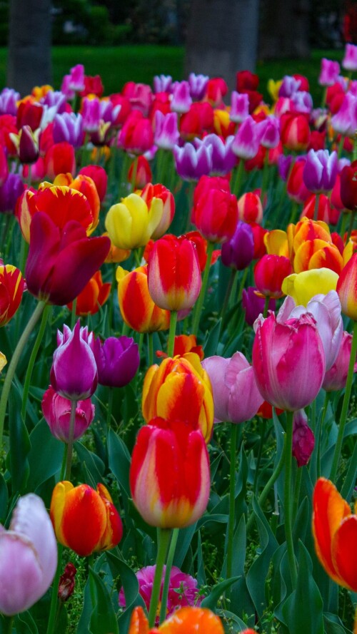 flowers-mobile_125.jpg