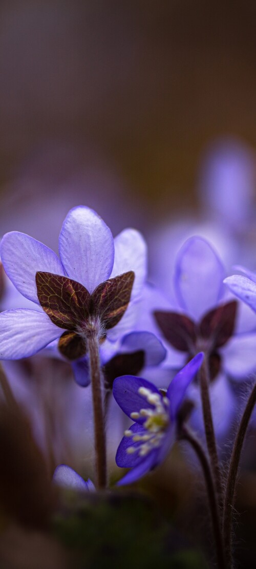 flowers-mobile_131.jpg