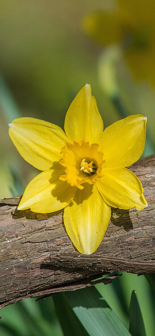 flowers-mobile_133.jpg