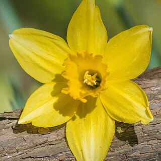 flowers-mobile_133