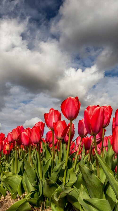 flowers-mobile_137.jpg
