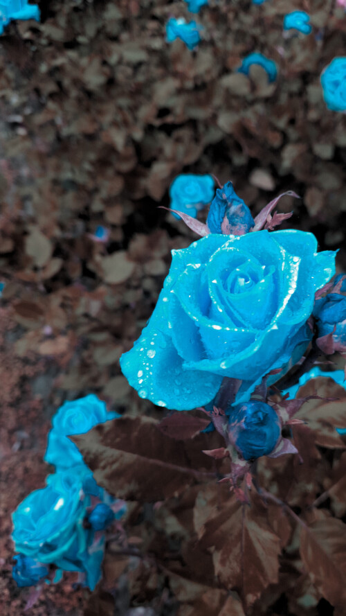 flowers-mobile_139.jpg