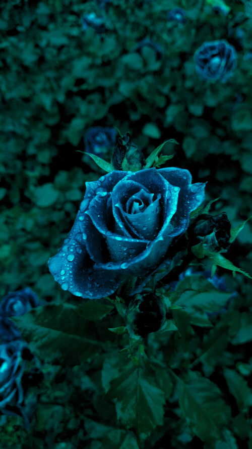 flowers-mobile_140.jpg