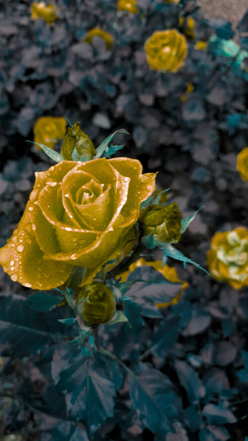 flowers-mobile_141.jpg