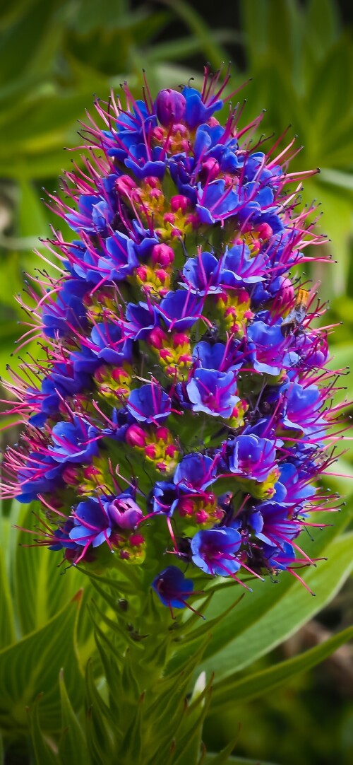 flowers-mobile_142.jpg