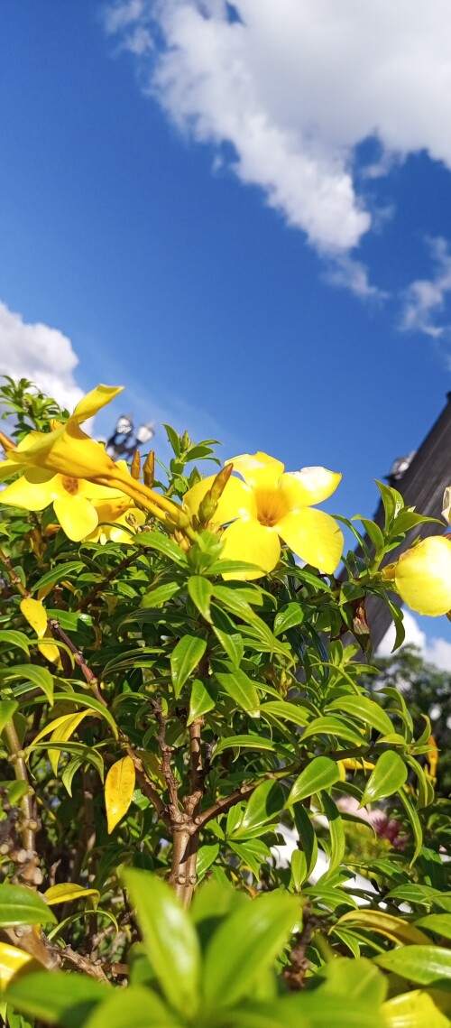flowers-mobile_144.jpg