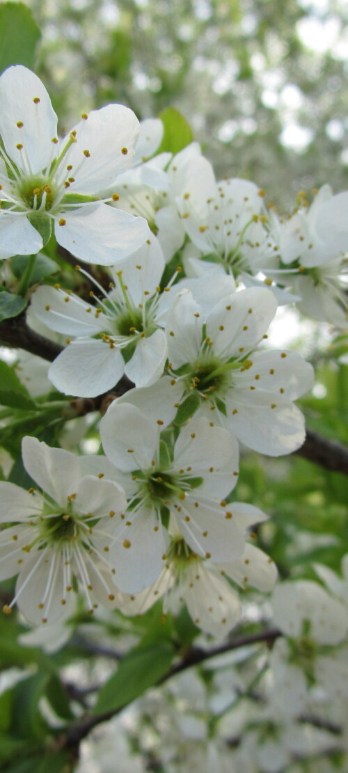 flowers-mobile_145.jpg