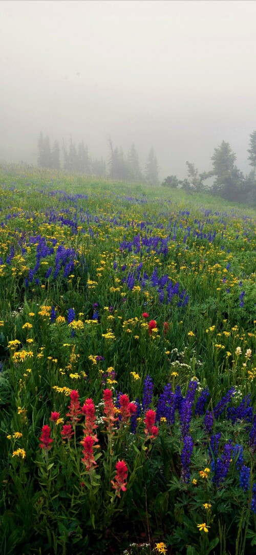 flowers-mobile_146.jpg