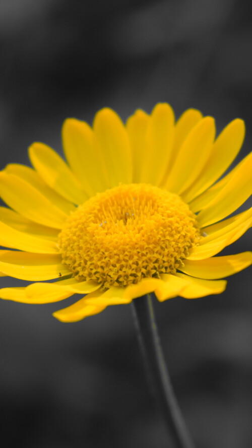 flowers-mobile_147.jpg