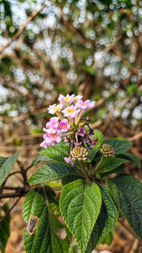 flowers-mobile_183.png