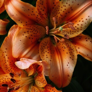 flowers-mobile_211