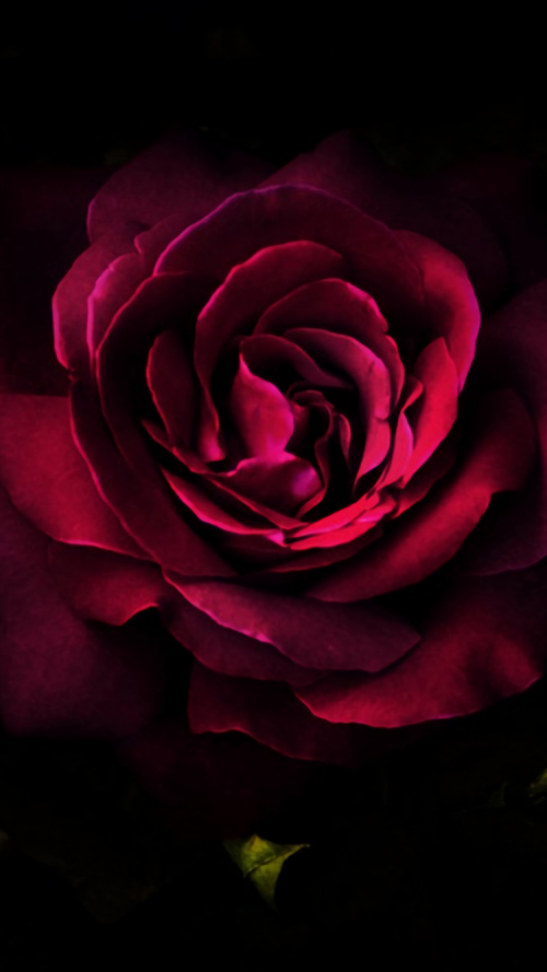 flowers-mobile_017.png