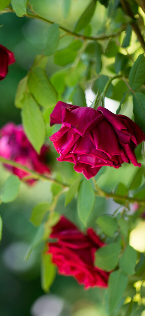 flowers-mobile_018.jpg