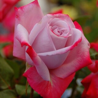 flowers-mobile_020