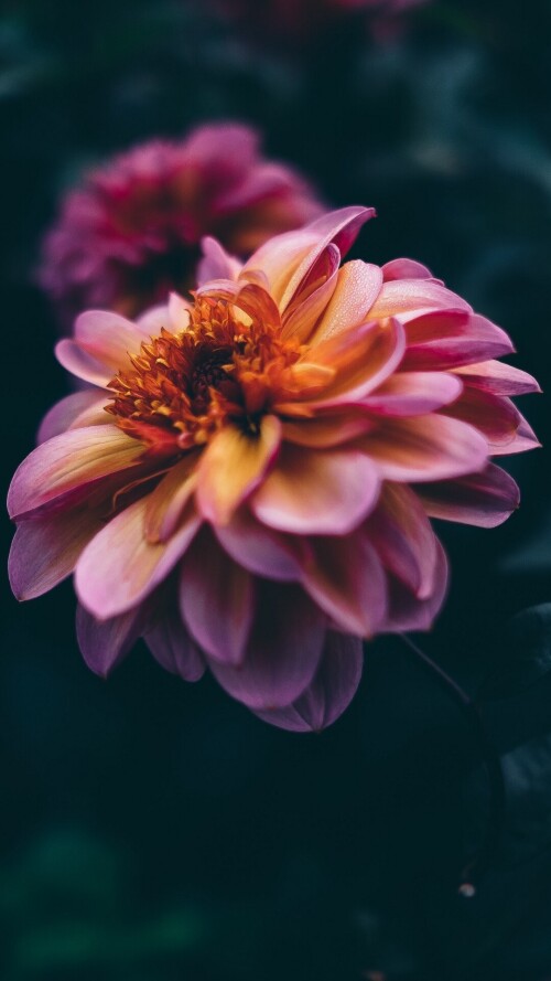 flowers-mobile_023.jpg